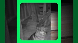 1000050592.mp4 (Собака наблюдает за устройством лестницы на 2-ой этаж в доме А-фрейм)