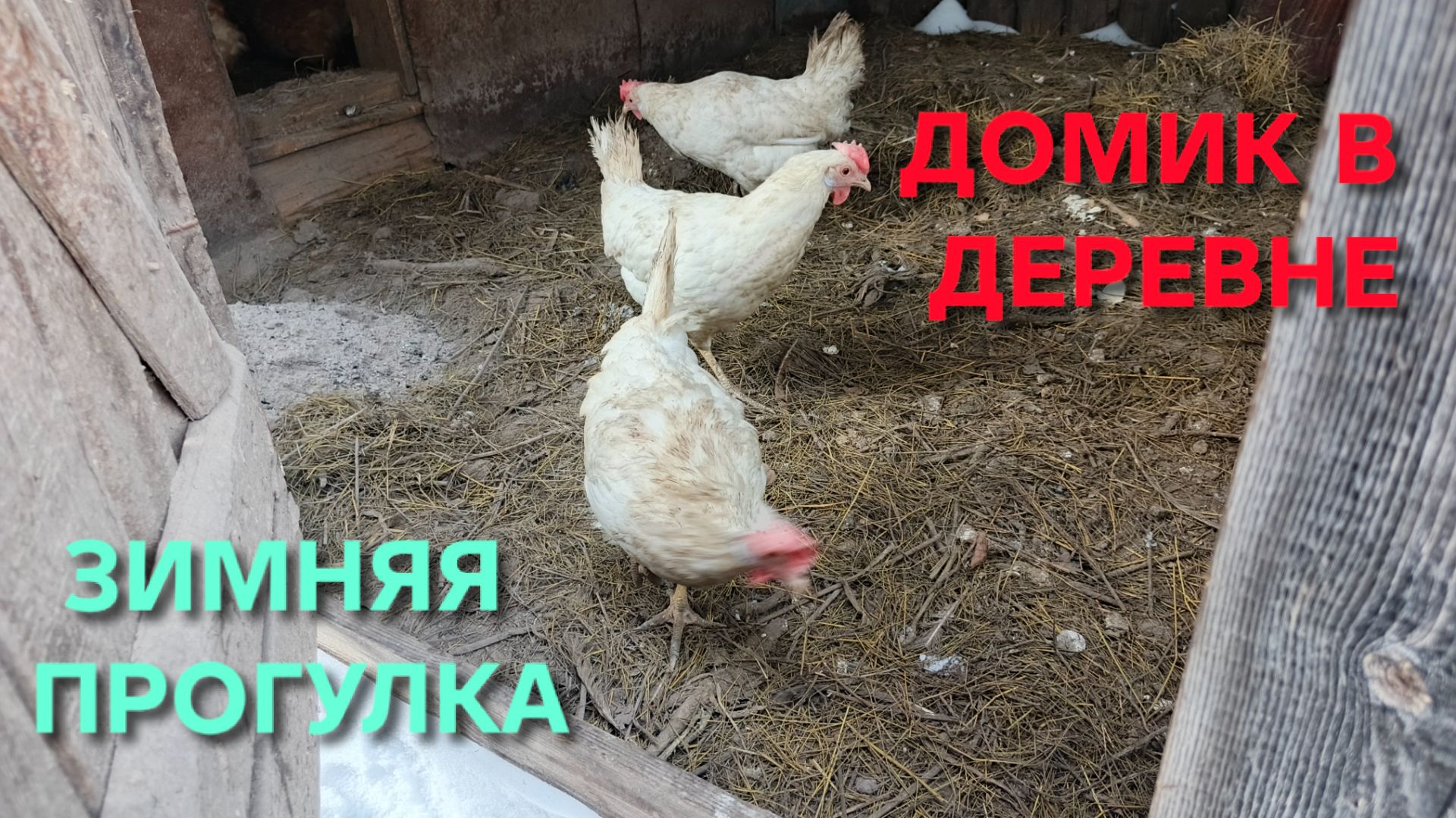 Куры-несушки При какой температуре можно выпускать кур на улицу