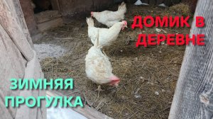 Куры-несушки При какой температуре можно выпускать кур на улицу