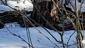 Он встретился мне впервые! Красавец!!!