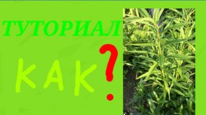 тутор как выдярнуть сырняк в огороде
