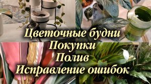 Цветочные будни | Покупки для комнатных растений | Полив | Исправление ошибок в уходе