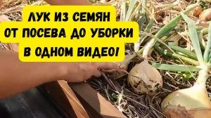 Лук репчатый из семян - в одном видео от посева до уборки! Посмотрите видео и вырастите лук сами!