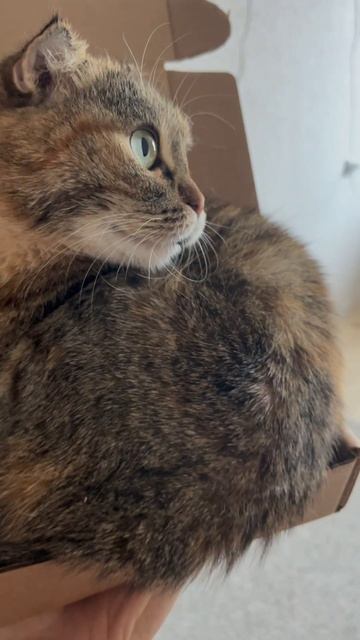 #кошка #питомец #животное #любовь В коробочке 📦