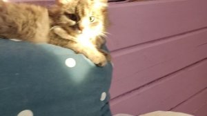 Утро начинается с кота