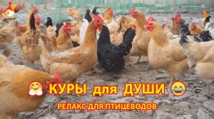 Куры несушки в добрых условиях (2)