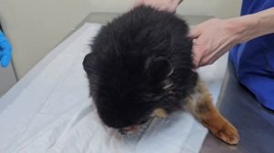 Ваша помощь меняет жизнь шпицев! | Кроха