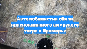 Автомобилистка сбила краснокнижного амурского тигра в Приморье