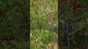 Неспешное снижение кроны старой яблони

Серия 1 "ждите продолжение"

Друг, смотри внимательно, все в