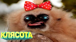 ЛУЧШИЕ_ПРИКОЛЫ_2025_угар_до_слез_тест_на_психику_мемы_смешные_видео333