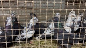 6.03.2026г Леушковские Юрия Карповича на Продажу!!!+79298223260 Константин