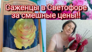 06-03-2026Саженцы в Светофоре за смешные цены!!Что купила себе..
