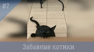 Забавные котики #7. Самые смешные видео с котами и кошками.