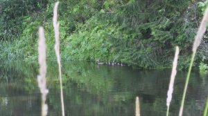 Рыбалка на джеркбейты на малой реке