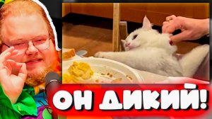 АНТОН В ШОКЕ ОТ ТУПОСТИ КОТОВ! РЕАКЦИЯ на Cat Brain 7%