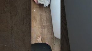 бумажные собаки