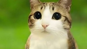 ГЕЙмплей скина Дрында (Рускид)