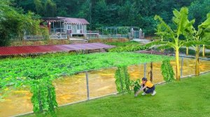 Соорудила решетку для выращивания тыквы и патиссонов. Серия 43. Ли Фук Ви