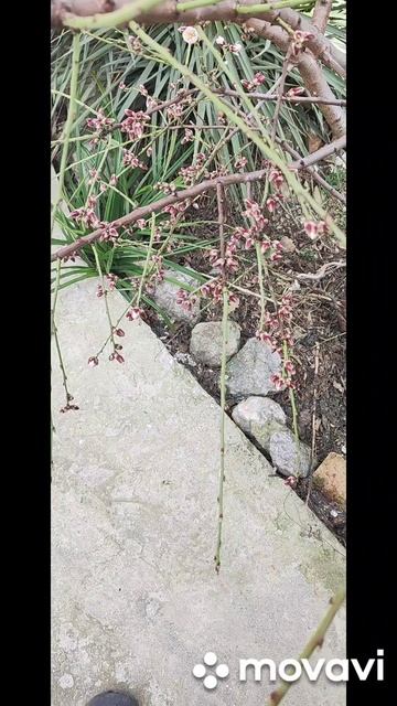 Дорогие женщины! Поздравляю Вас с Праздником Весны! Цветы моего сада.