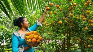От золотого апельсинового урожая к божественному шоколадно-апельсиновому торту.
