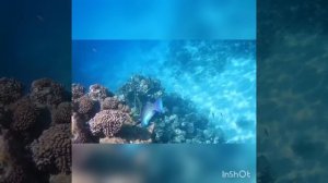 Блестящий попугай на рифе Шамса! Shams Alam Beach Resort!