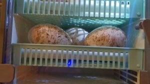 Новый инкубатор для новой куриной жизни