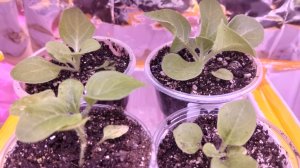 Перевалка и пикировка петуний. Перевалка горшечных томатов.