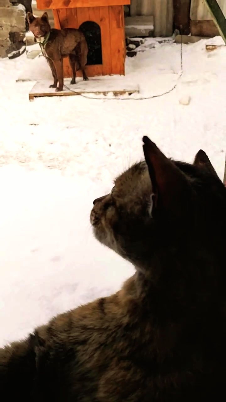 Ну, допрыгался Мишка!😱🤣 Юмор с животными.  06-03-2026