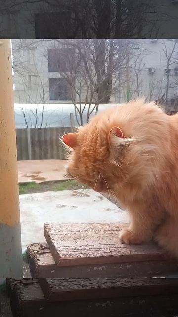 Рыжая морда