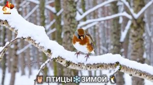 Птицы зимой в лесу 🐦_⬛🦉 🦤 видео для отдыха душой 🦅🌲(20)