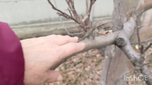 Сначала  надо убрать лохматость деревьев.