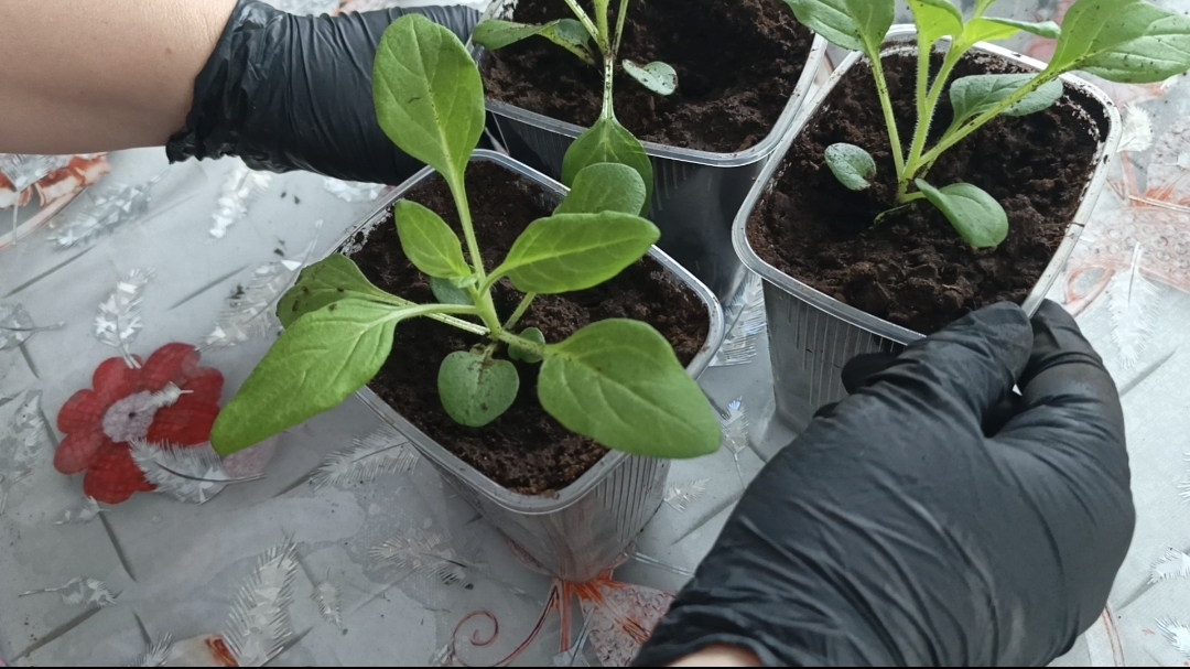 Дождалась помощи🙏 Экспериментирую)) Простая жизнь обычной семьи!