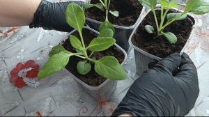 Дождалась помощи🙏 Экспериментирую)) Простая жизнь обычной семьи!