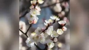 С женским днём 8 Марта!