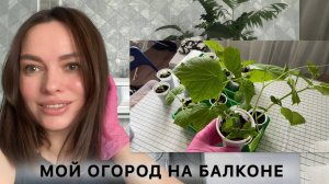 Мой огород  на   балконе