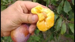 Нектакотум (Шарафуга) Ростов-на-Дону