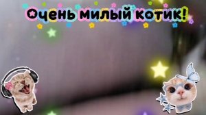 милашный котик≽^• ˕ • ྀི≼❤