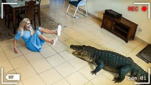 Случаи вторжения диких животных в города, которые попали на камеру.