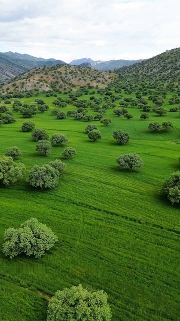 Провинция_Фарс,_Иран_Дубовые леса Ирана