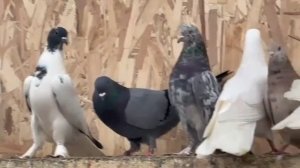 голуби на продажу. Москва. все вопросы по телефону+79298223260Константин.