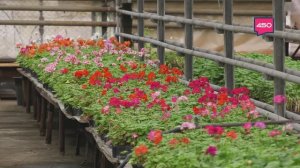 Как готовится рассада для самарских клумб