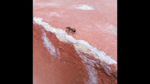 ...полет шмеля