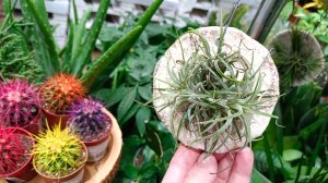 🌿🌷ЛЕМАНА ПРО🌿ОБЗОР ЦВЕТОВ🌷(2часть) март 2026