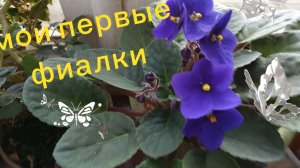 Посадила свои первые фиалки. Пока один цвет буду размножать