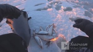 ЧЕХОНЬ по локоть бьёт КИВОК!наловил чехоня