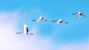 Смотрю с тоской на синий небосвод...