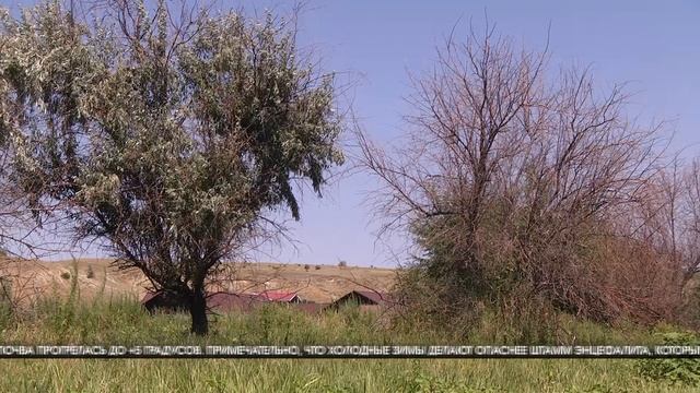 В Волгоградской области клещи проснутся раньше обычного смотреть онлайн