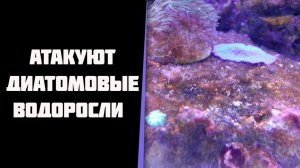 Бурый налет(диатомовые) и проблема молодого аквариума