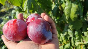 Диплоидная слива Аутумн Гло Ростов-на-Дону