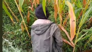 67.Лучший распорядок дня в непальских горах  Деревенская жизнь Непала|  Расслабляющая жизнь |  Дождл